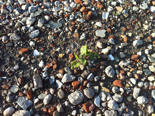 iPhone 4 Camera Sample (2)
